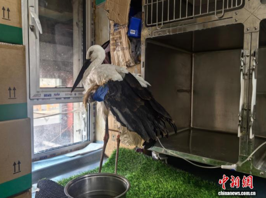 �܂��Ė|�����X���ڽ����ί�����ʯ���� �z