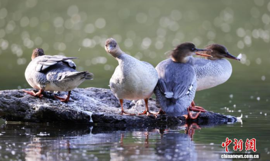 ���A��ɳ�����ԁ����w��ˮ��ʯ�^����Ϣ�����w��� �z