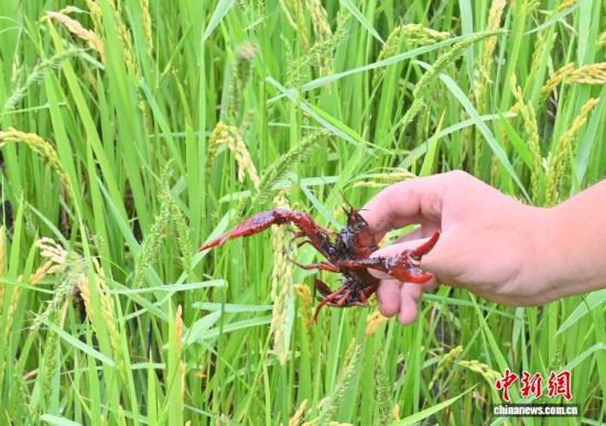 �ڼ���ʡ��ͨ�h�������ˆT�ɹ����������m��(y��ng)�������حh(hu��n)����С���r������(chu��ng)��̽���������B(y��ng)ֳ�rз��ģʽ��(�Y�ψD) ���� �z