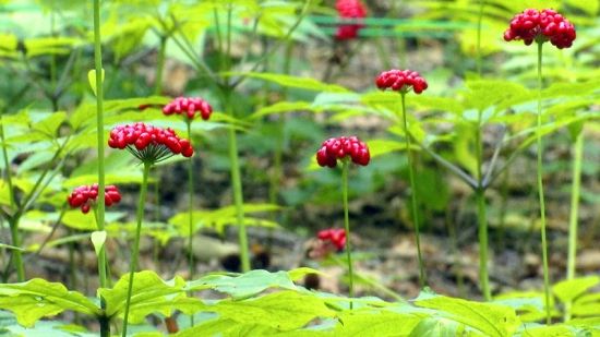 �����J(r��n)�C�����D�˅������ء���Ȧ